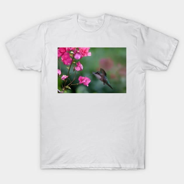 Magnificent Hummingbird Female Feeding At Flower T-Shirt by RhysDawson